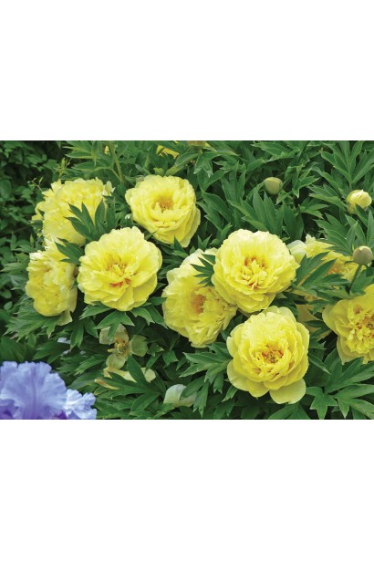 Paeonia suffruticosa Yellow: кущ, який вражає своєю вишуканістю.